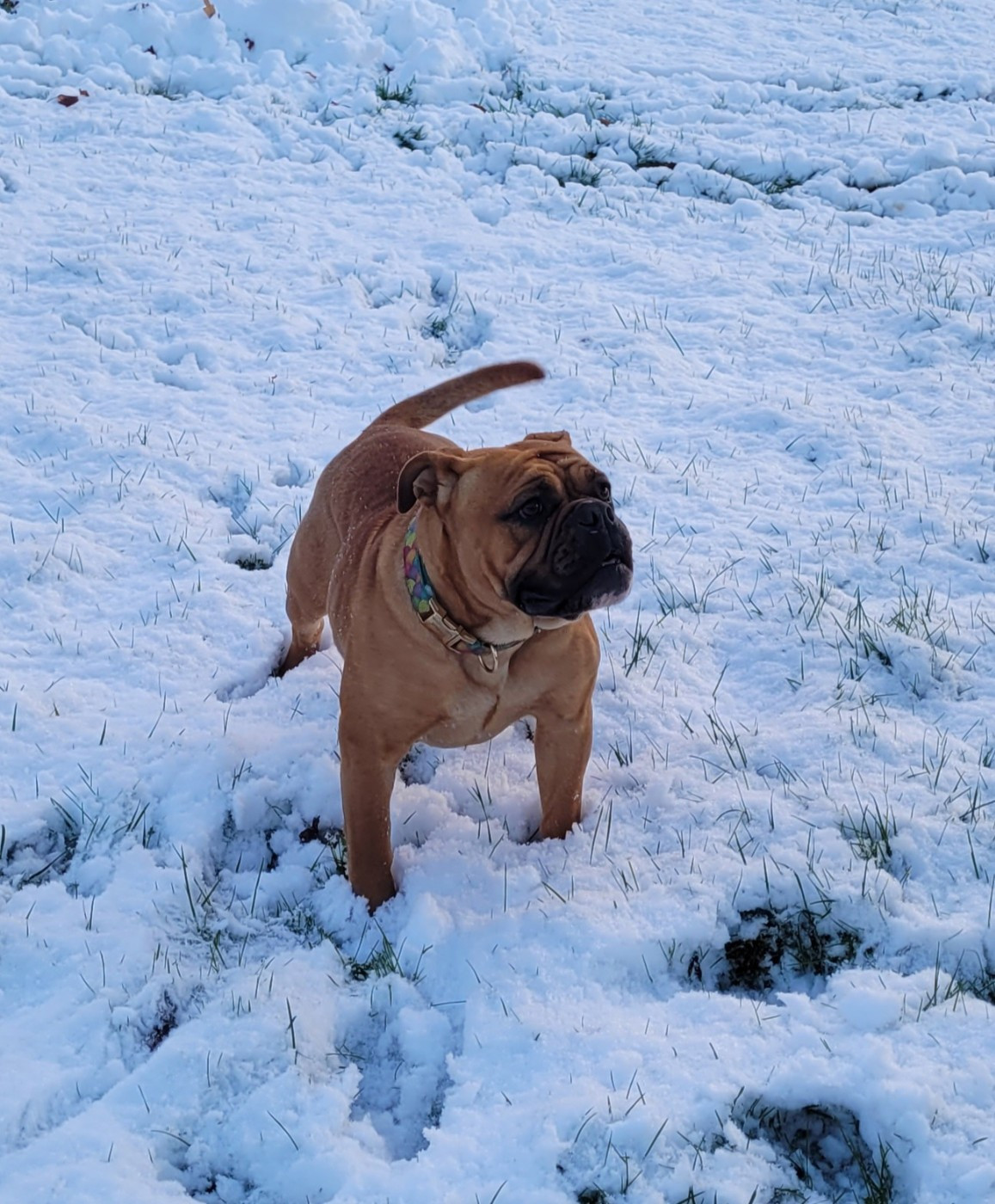 Vraiment l' DAWA  Ty Moutik