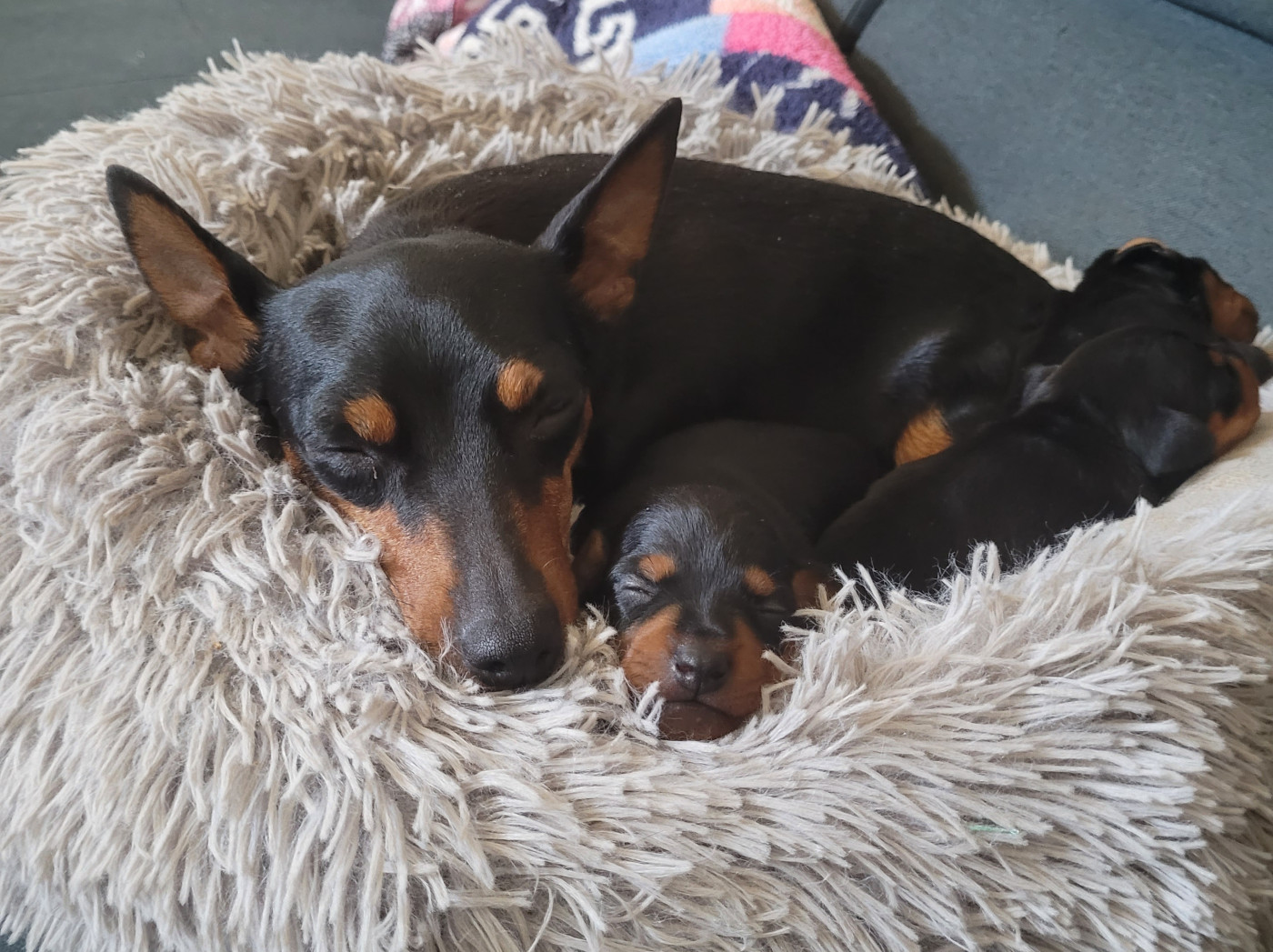 les bébés sont arrivés !