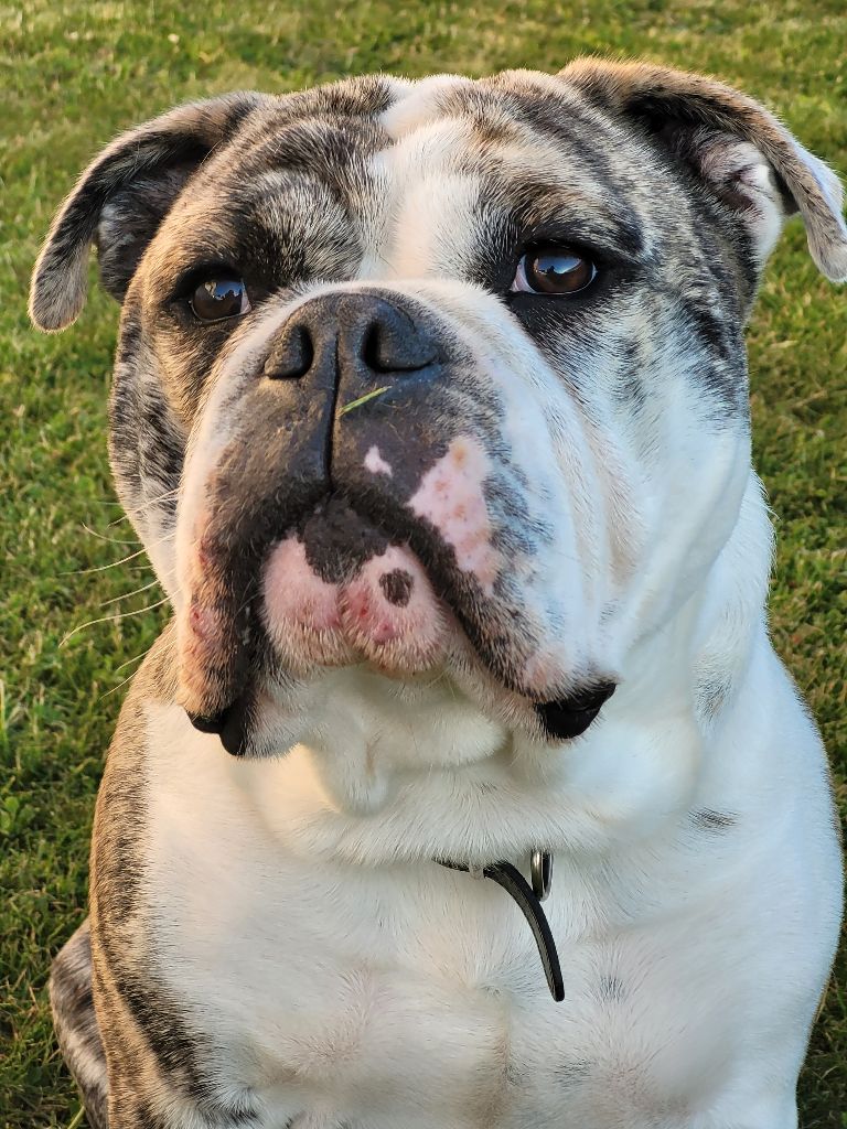 chiot de Tagada ty moutik x Pickwick Bruce