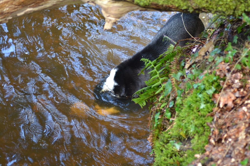 Moutik et l'eau