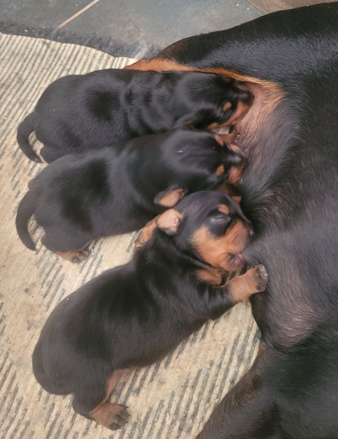 Ty Moutik - Chiots disponibles - Pinscher nain