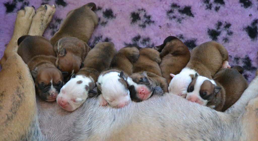 Chiot Bulldog continental Ty Moutik